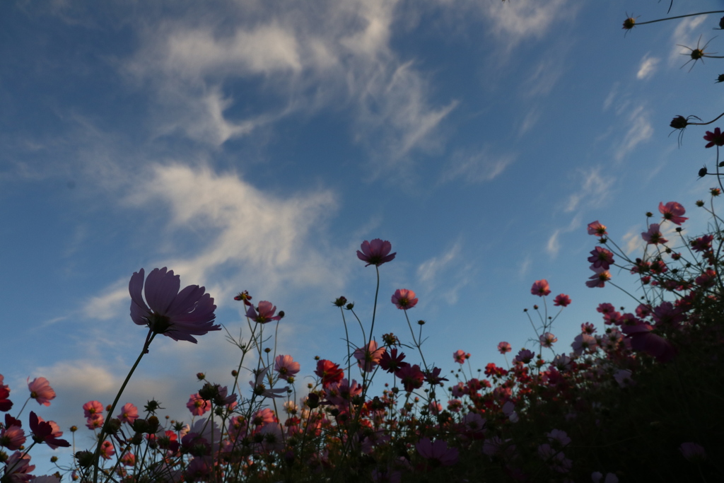 秋の空