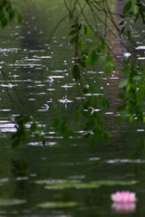 雨音
