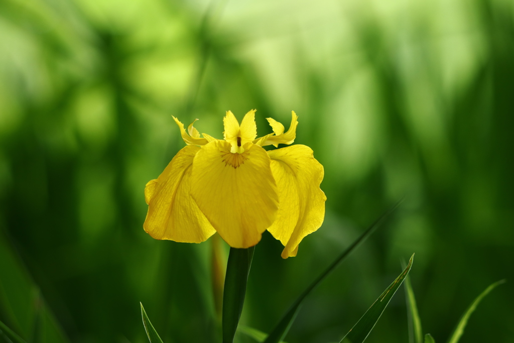 黄菖蒲