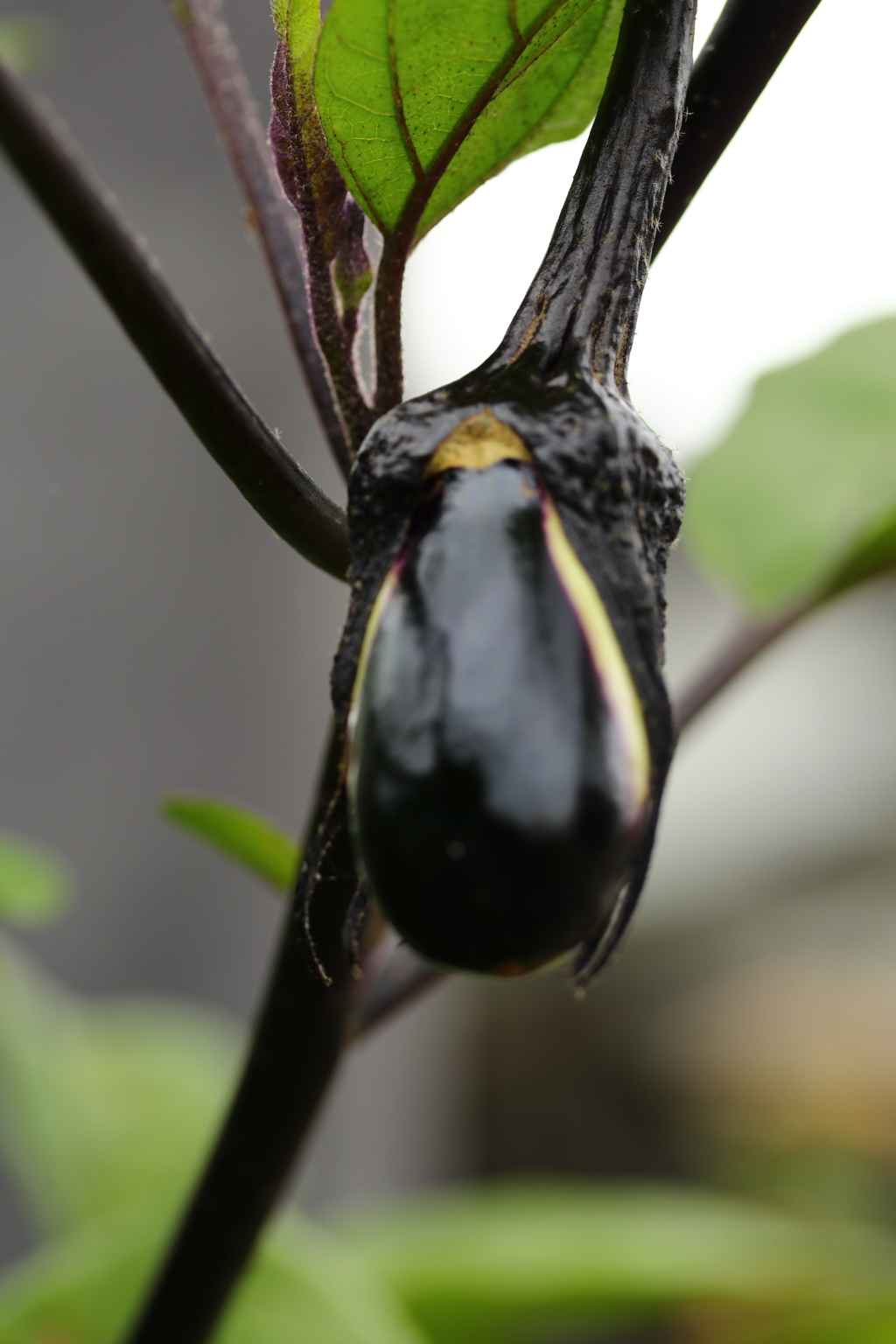 カブトムシの木