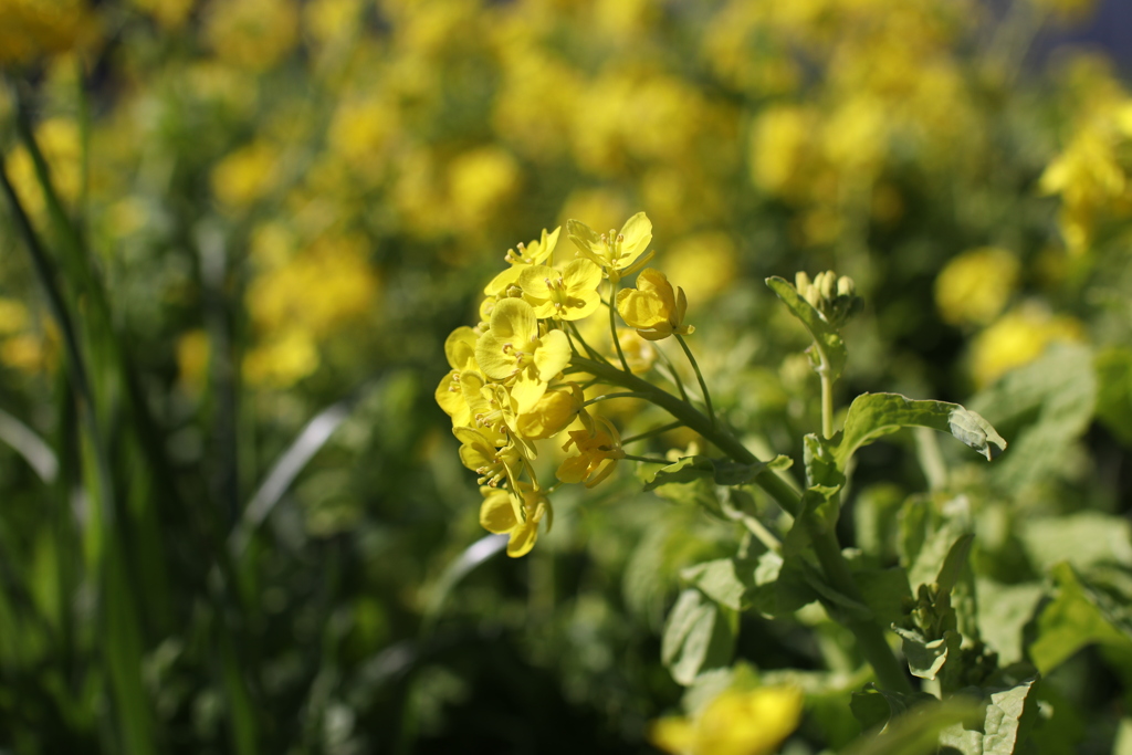 菜の花