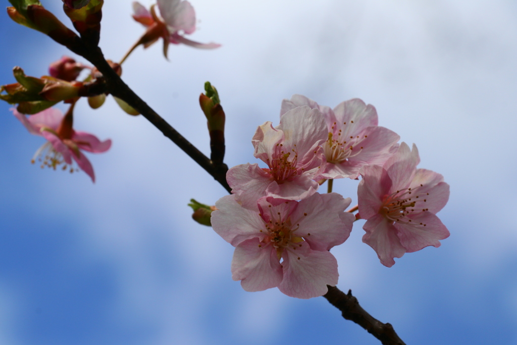 河津桜