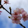 河津桜