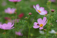 コスモスとナナホシ