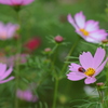 コスモスとナナホシ