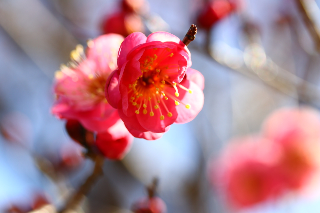 紅梅