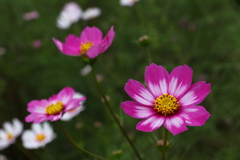 秋桜