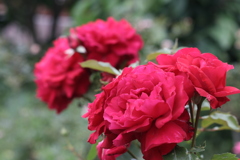 赤い薔薇