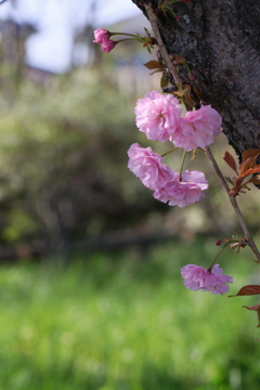 八重桜