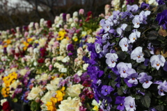お花畑