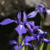 菖蒲