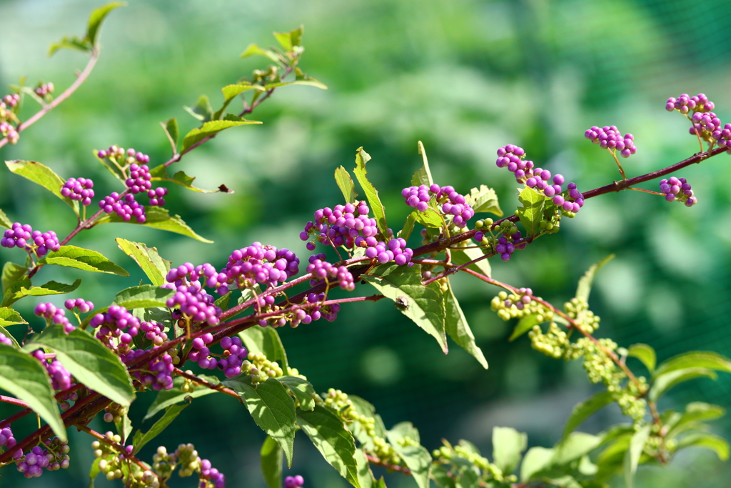 ムラサキシキブ