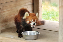 レッサーパンダ