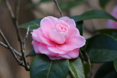 椿