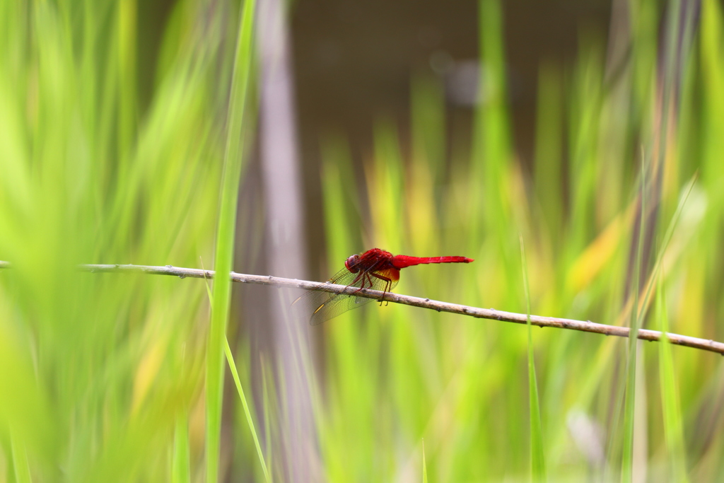 赤トンボ