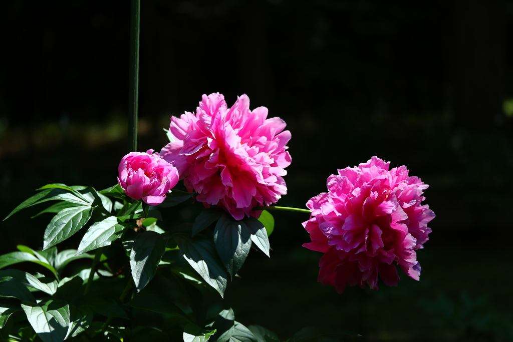 (oﾟ∀ﾟ)=○)´3｀)∴