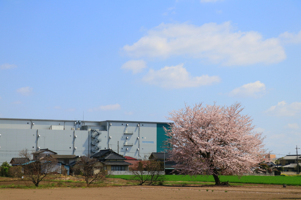 一本桜