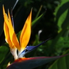 極楽鳥花