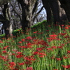 曼珠沙華