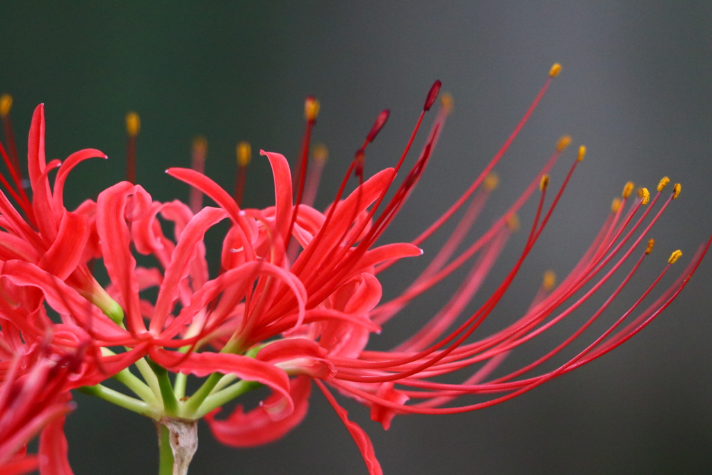 曼珠沙華