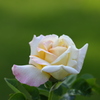 薔薇