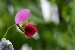 エンドウの花