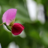 エンドウの花