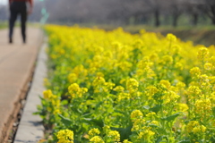 菜の花の路