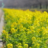 菜の花の路