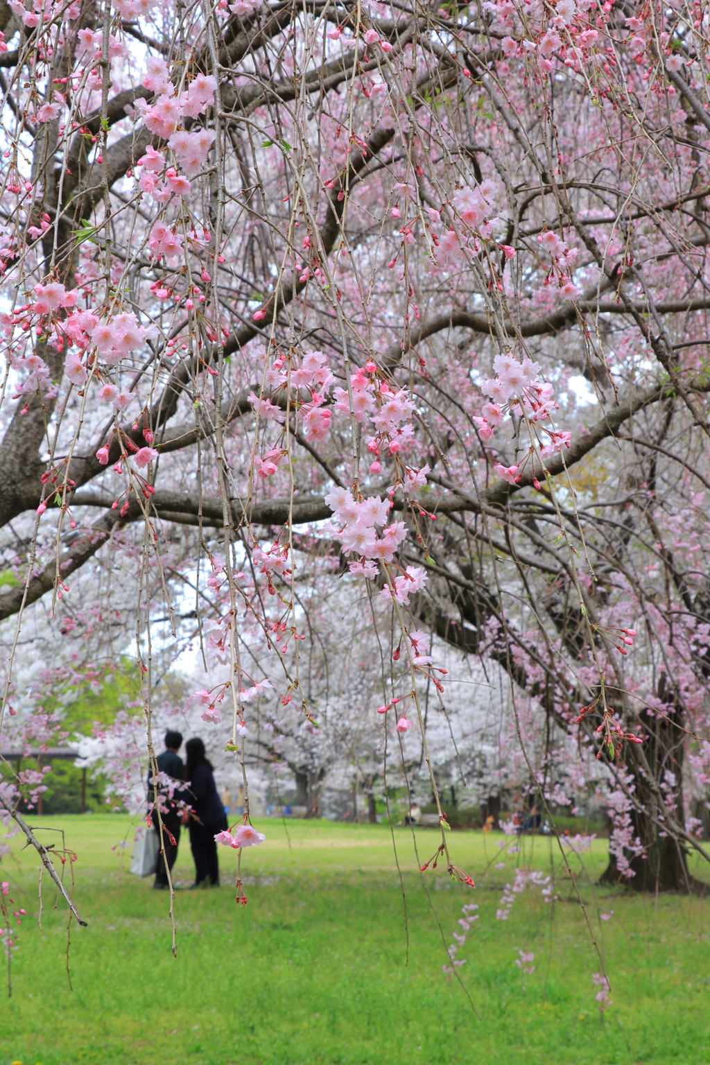 枝垂れ桜