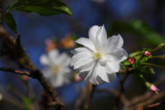 十月桜
