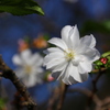 十月桜