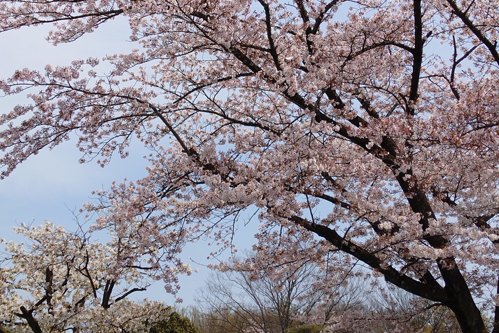 さくら