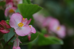 パッと光って咲いた 花… を見てた♪