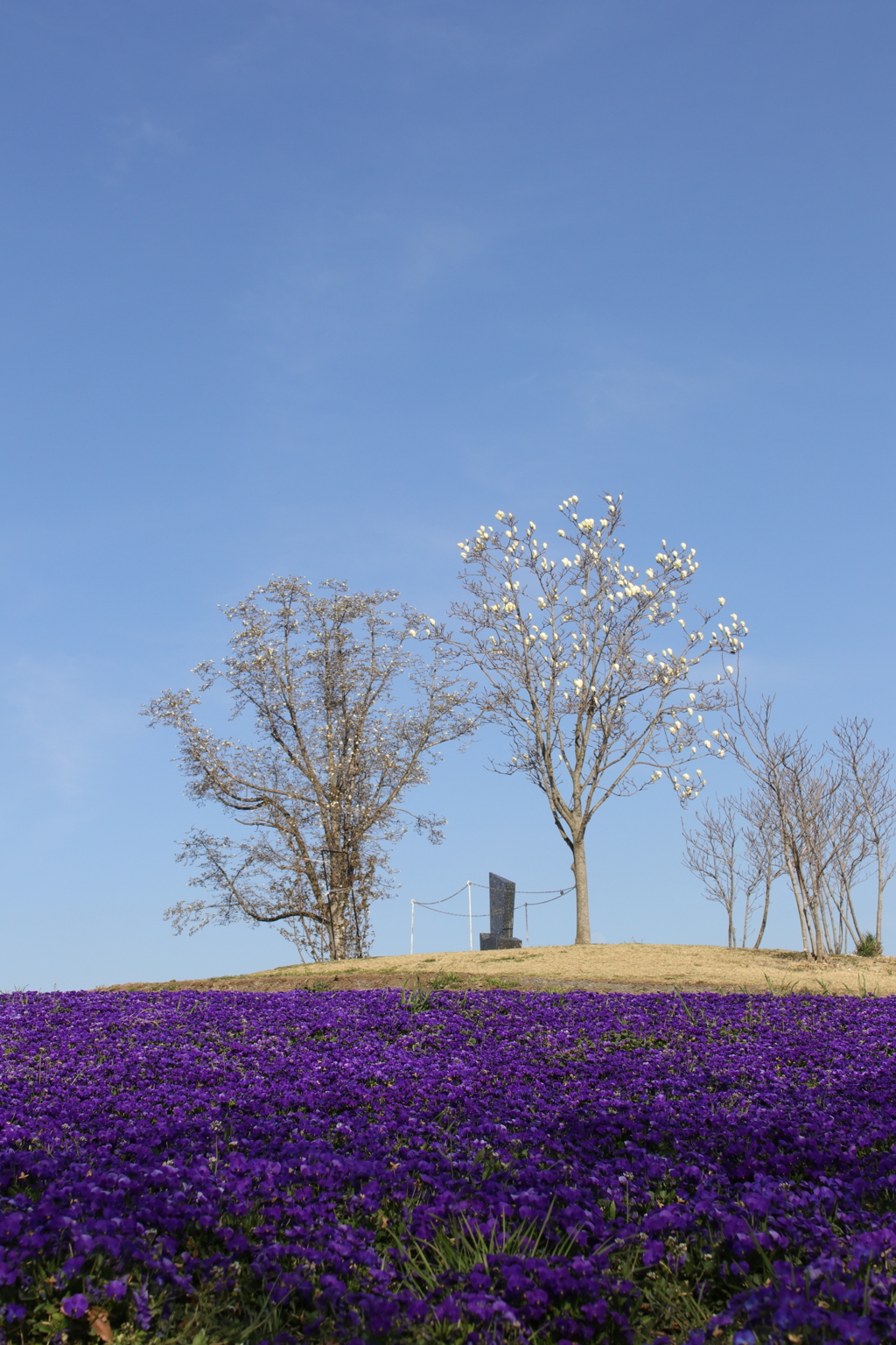 公園の丘
