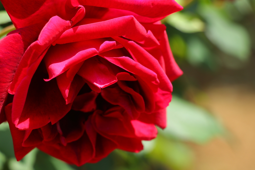 薔薇