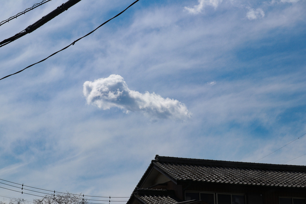 空を飛ぶダチョウ