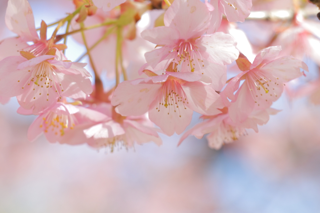 河津桜