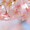 河津桜