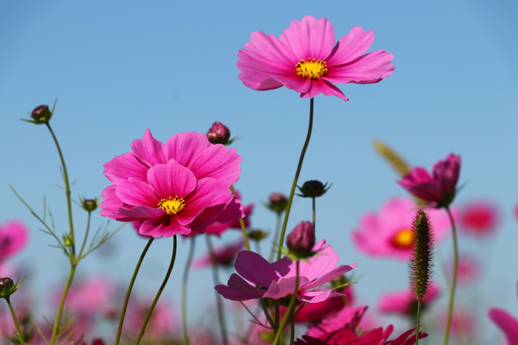 秋桜