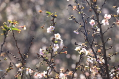 十月桜