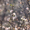 十月桜