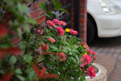 花とともに