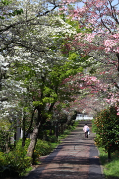 花水木のトンネル