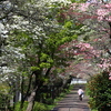 花水木のトンネル