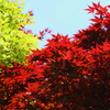 春　新緑と紅葉