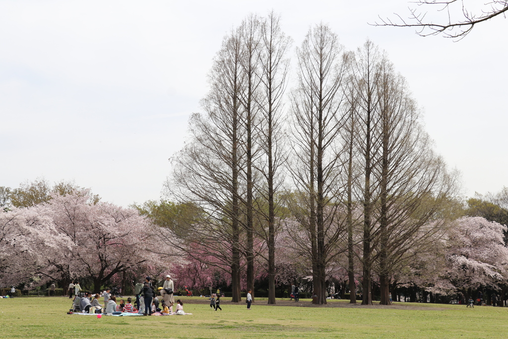 市民の森