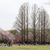 市民の森