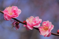 八重寒紅梅