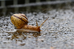 雨降り♪
